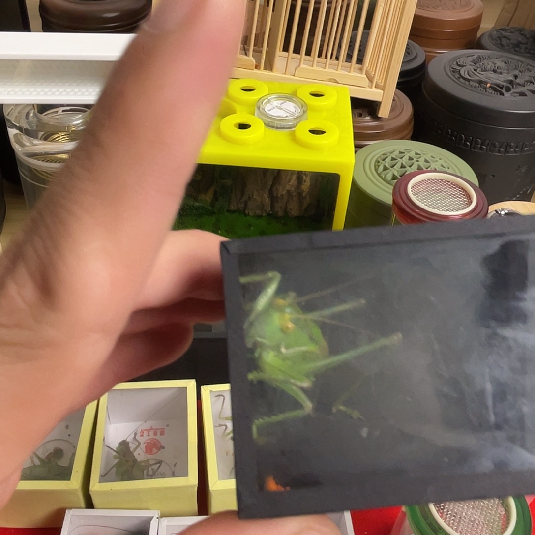 蝈蝈绿蝈蝈一只福利价