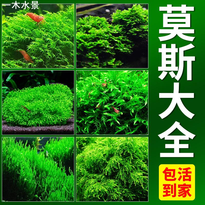 鱼缸莫斯水草植物活体慕斯片散装莫丝树球沉木大三角垂泪前景造景