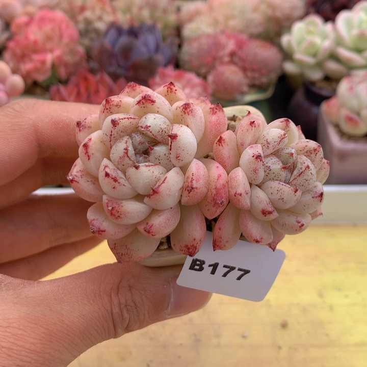 一物一拍满38包邮A177