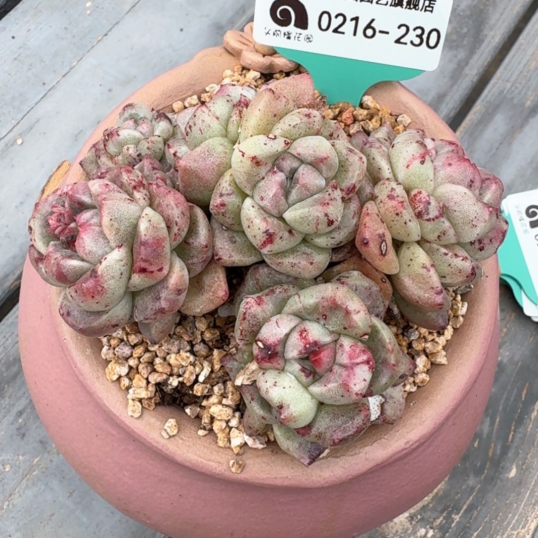 从前慢多肉精选编号0216.230