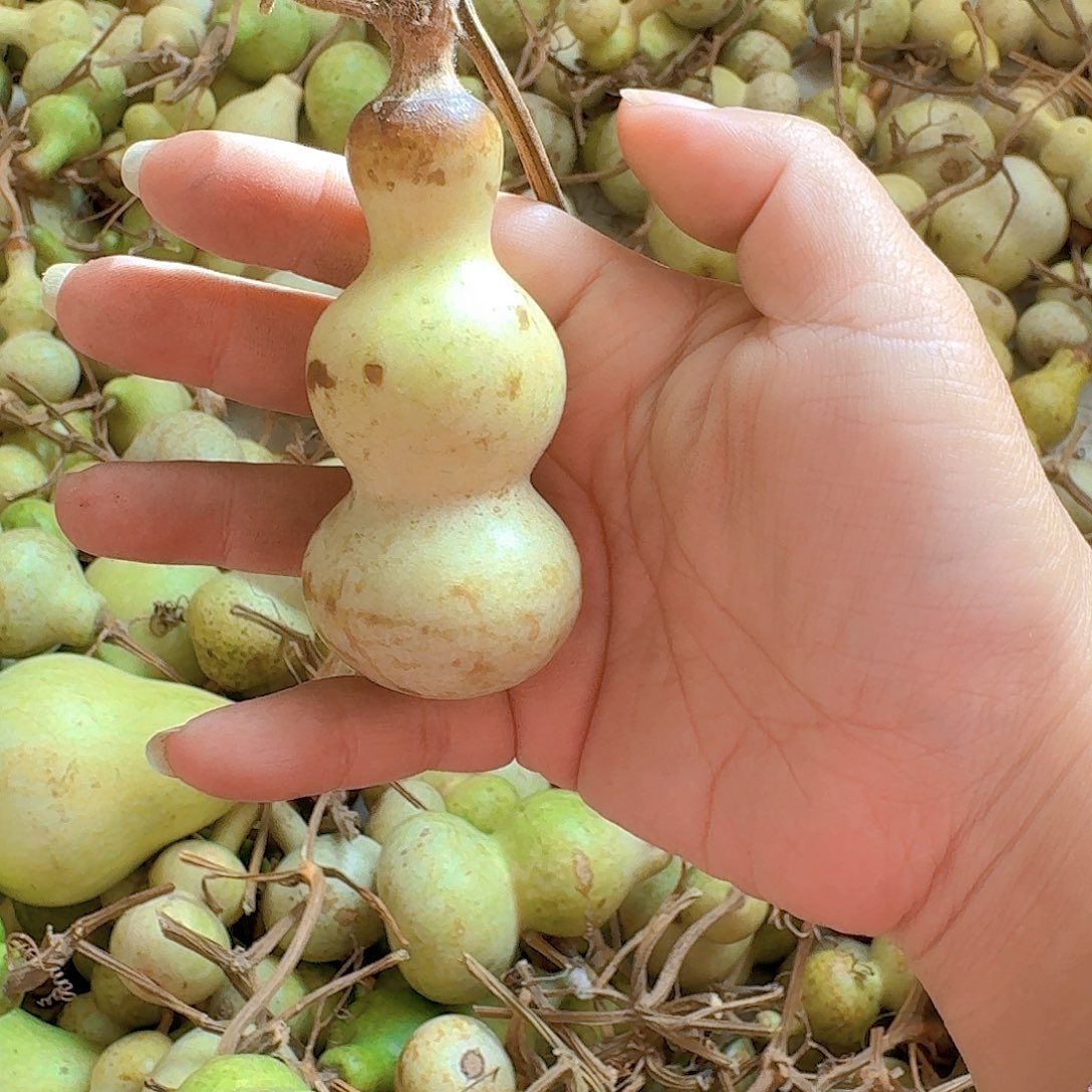 旋***姐青皮葫芦不保成不退不换