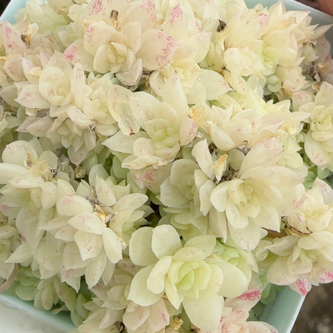 花语逸境0221-429散