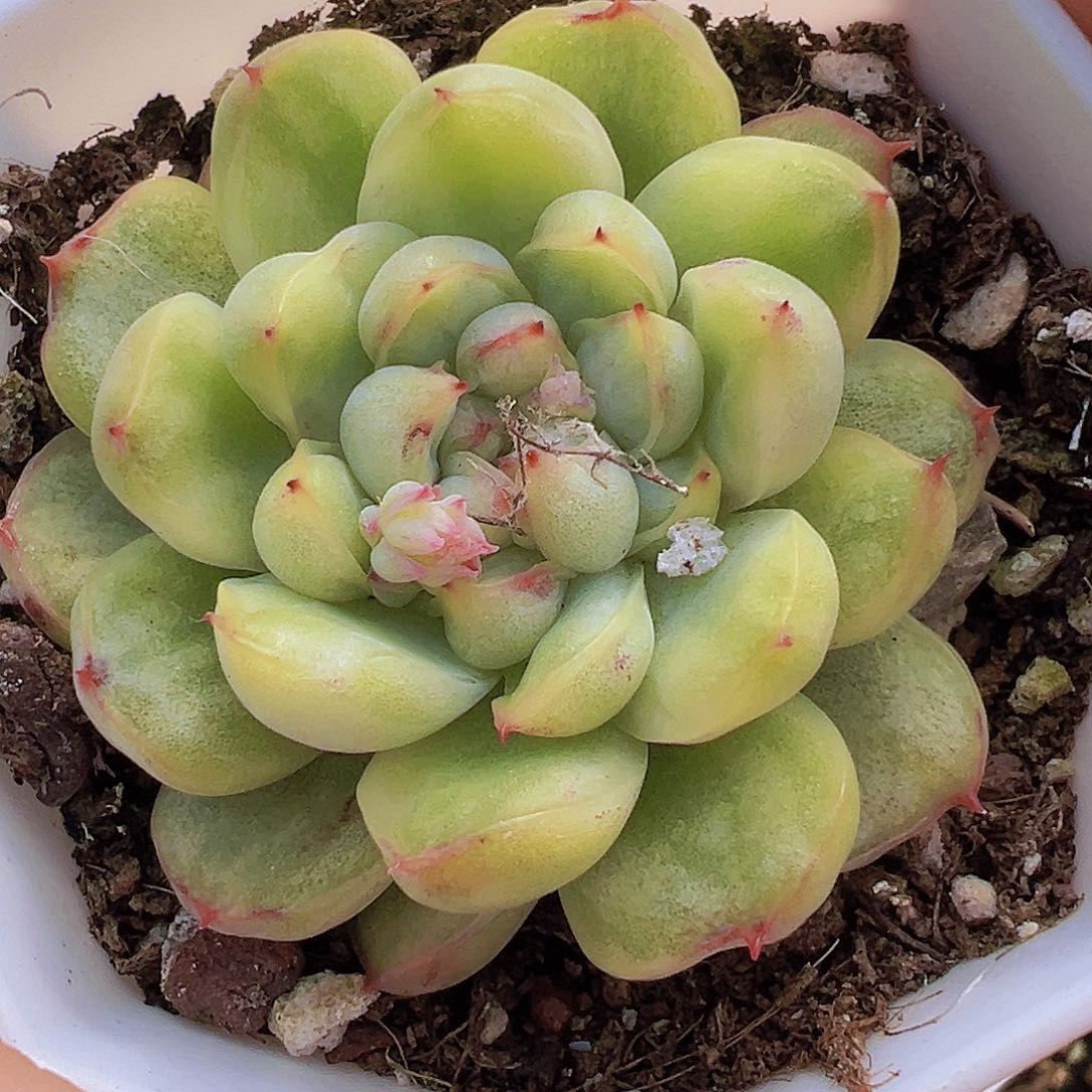 冰天使锦19包邮多肉植物