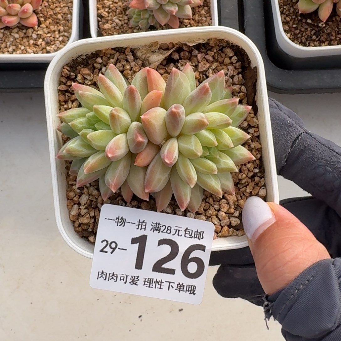 胖体青花瓷无盆土发货无盆