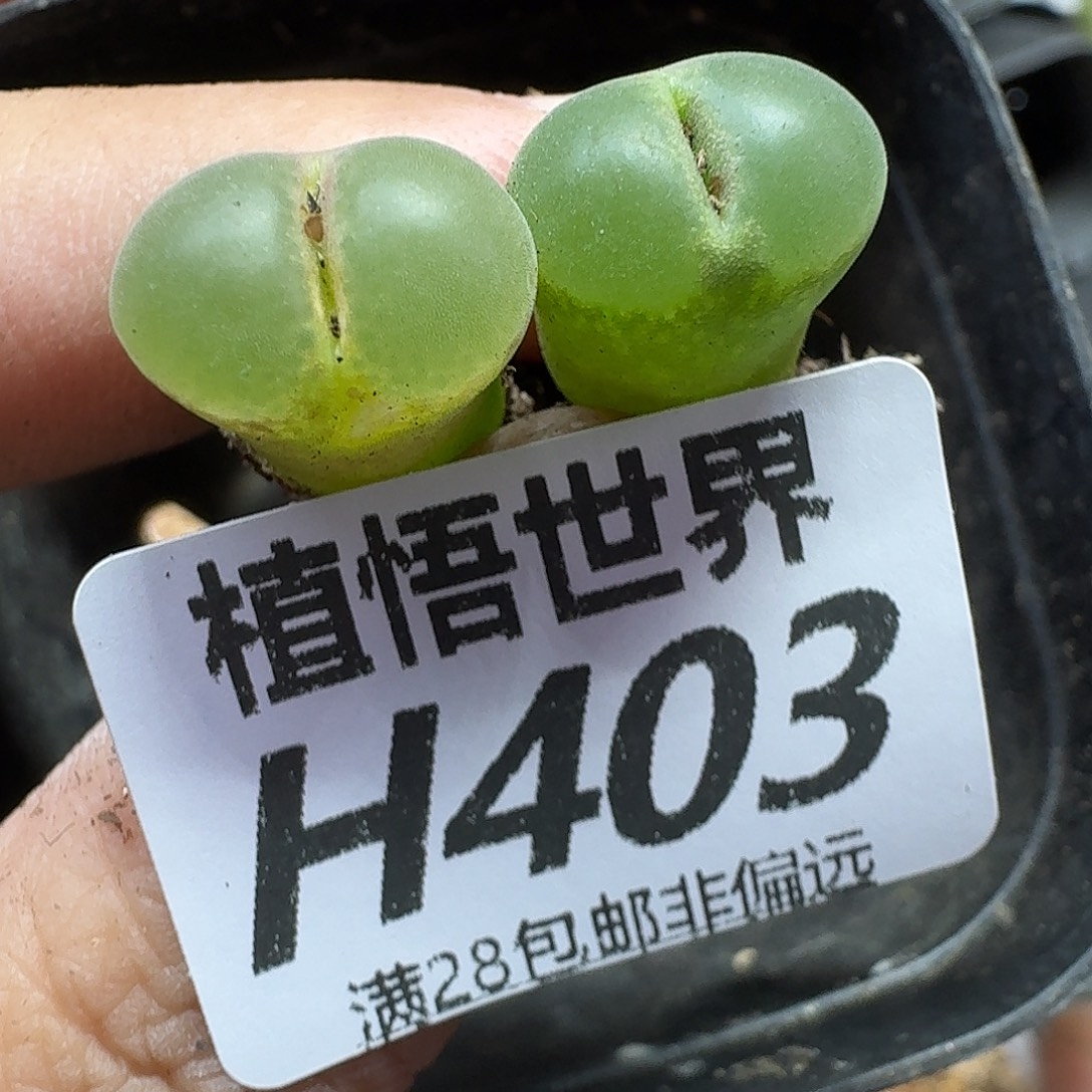 的植物的是ghnnnjj