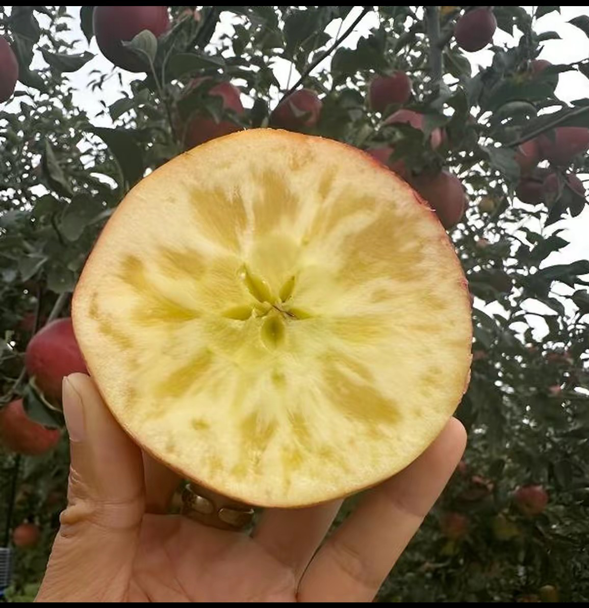 正宗云南丑苹果当季新鲜现摘脆甜好吃水果