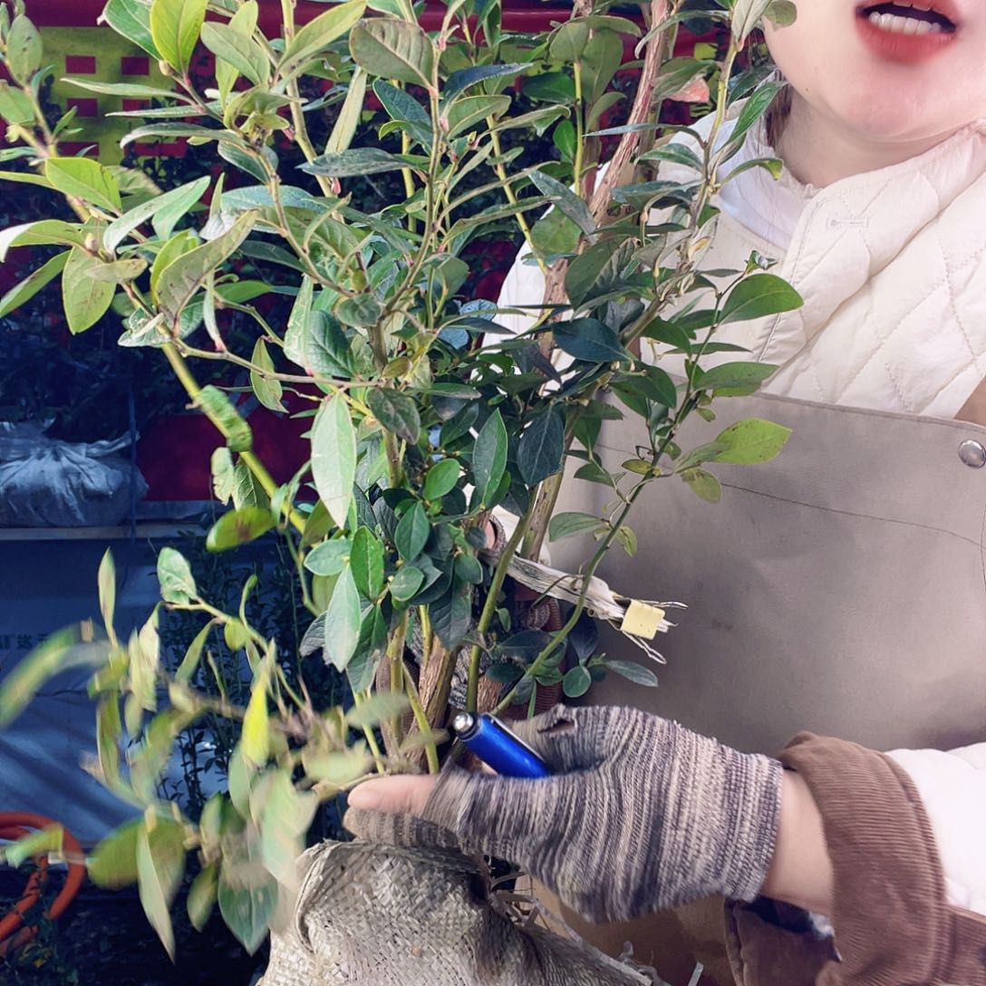 完全开放大果纯甜可口的口感