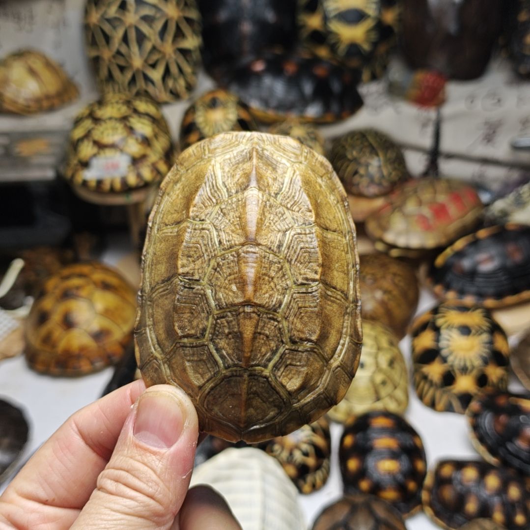 明***鹊草龟壳，，？？！！！！！！