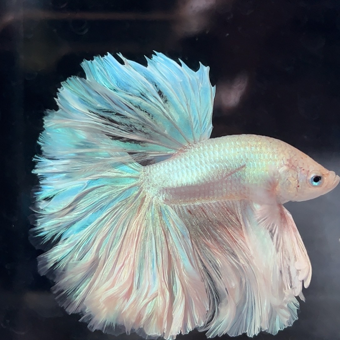 斗鱼46号超大的厚重婚纱裙