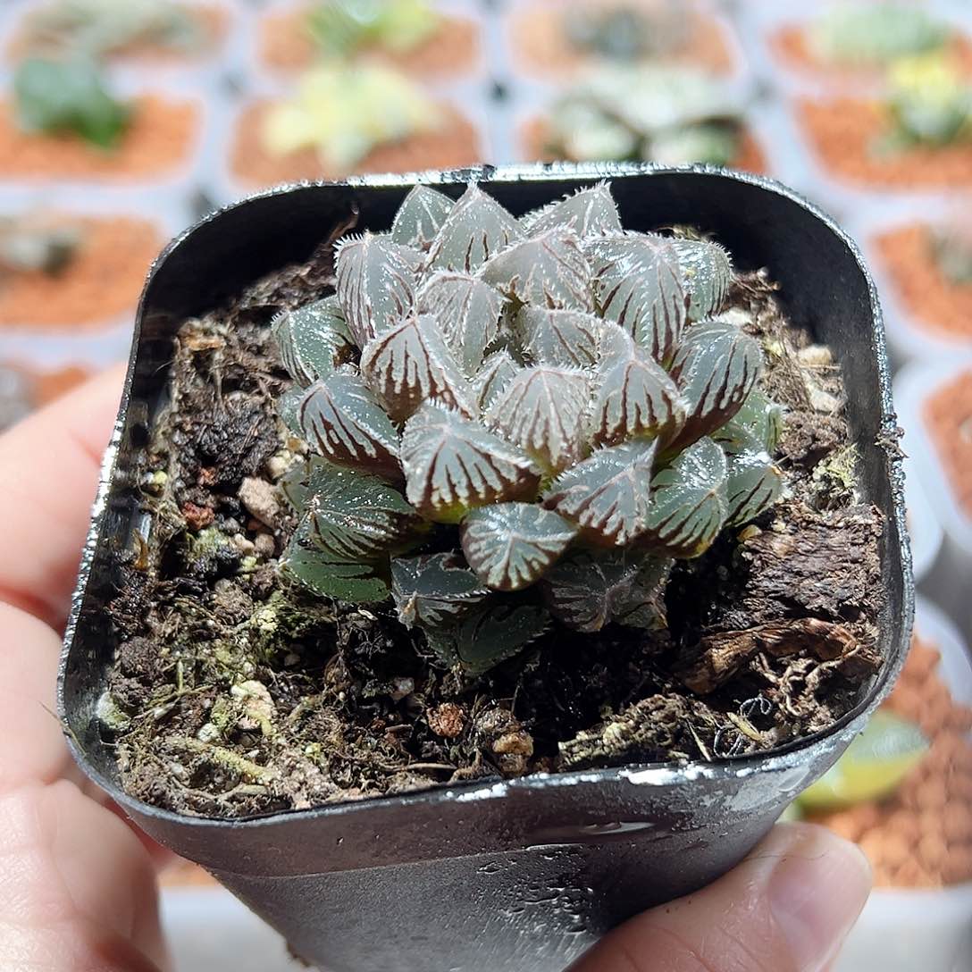 十二卷多肉粉红岩