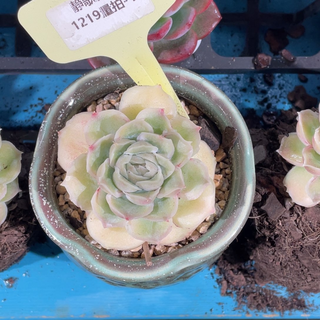 1219-1-水晶虾饺母本大单头一颗