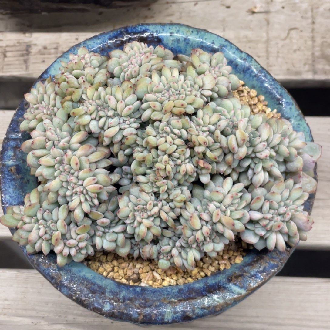 石榴子星影缀化默认底切101