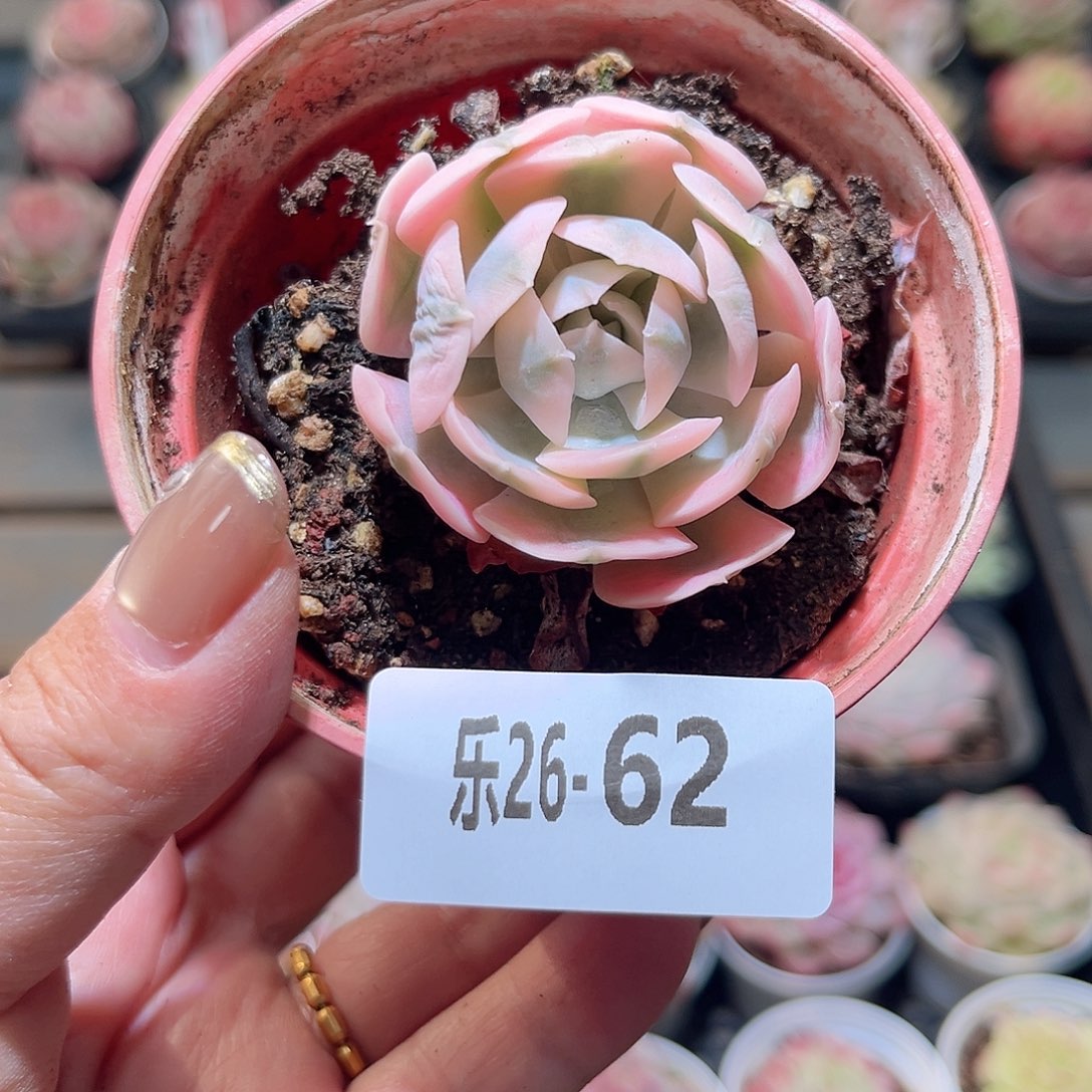 乐26-62 鲁氏锦 