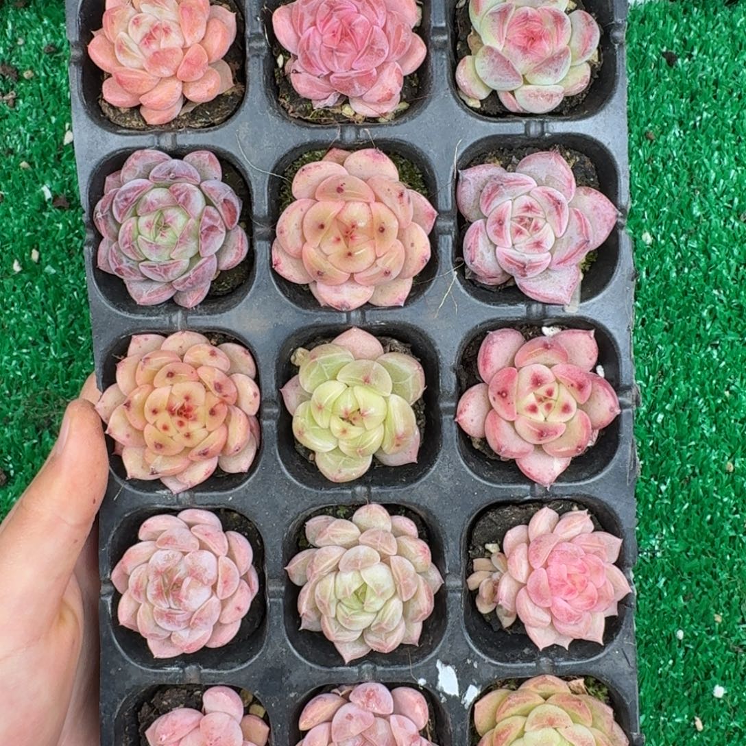 多肉一物一拍12-193