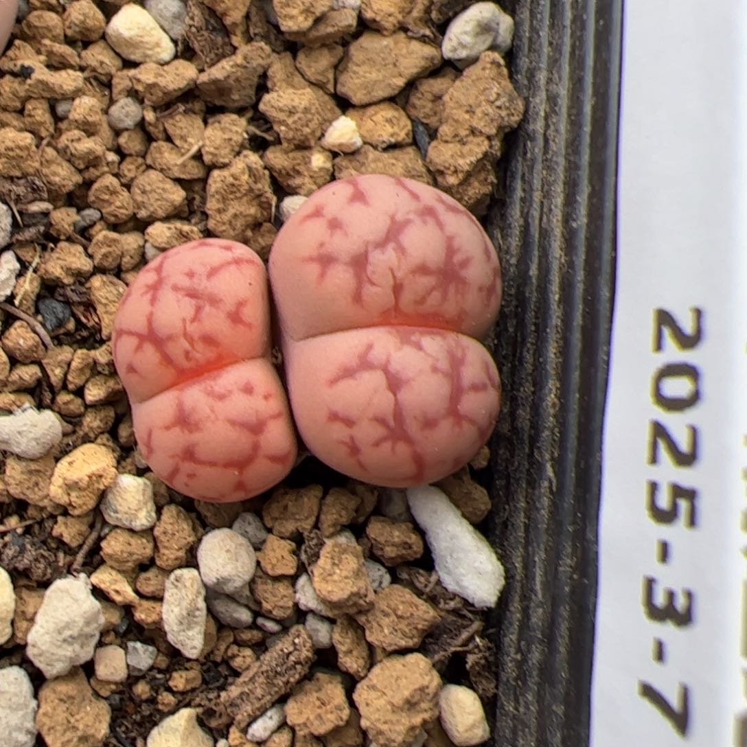 0339号 女娲石多肉植物