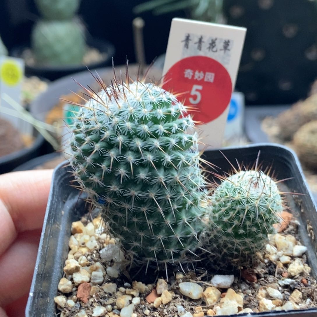 实生双头长刺乳突一颗