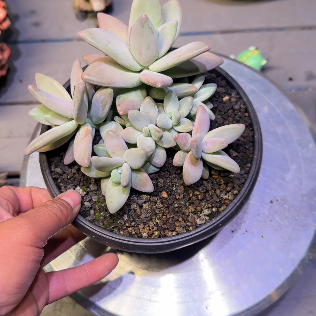 亿***肉无花朵多肉植物一物一拍