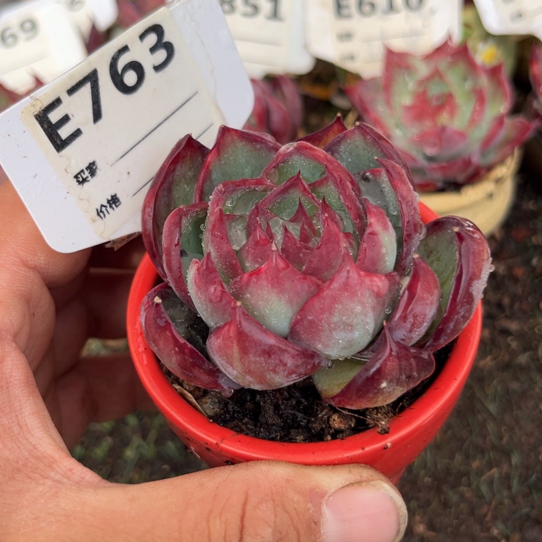 惊鸿一瞥763号多肉