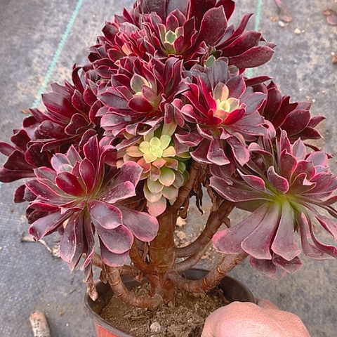 633金丝多肉植物