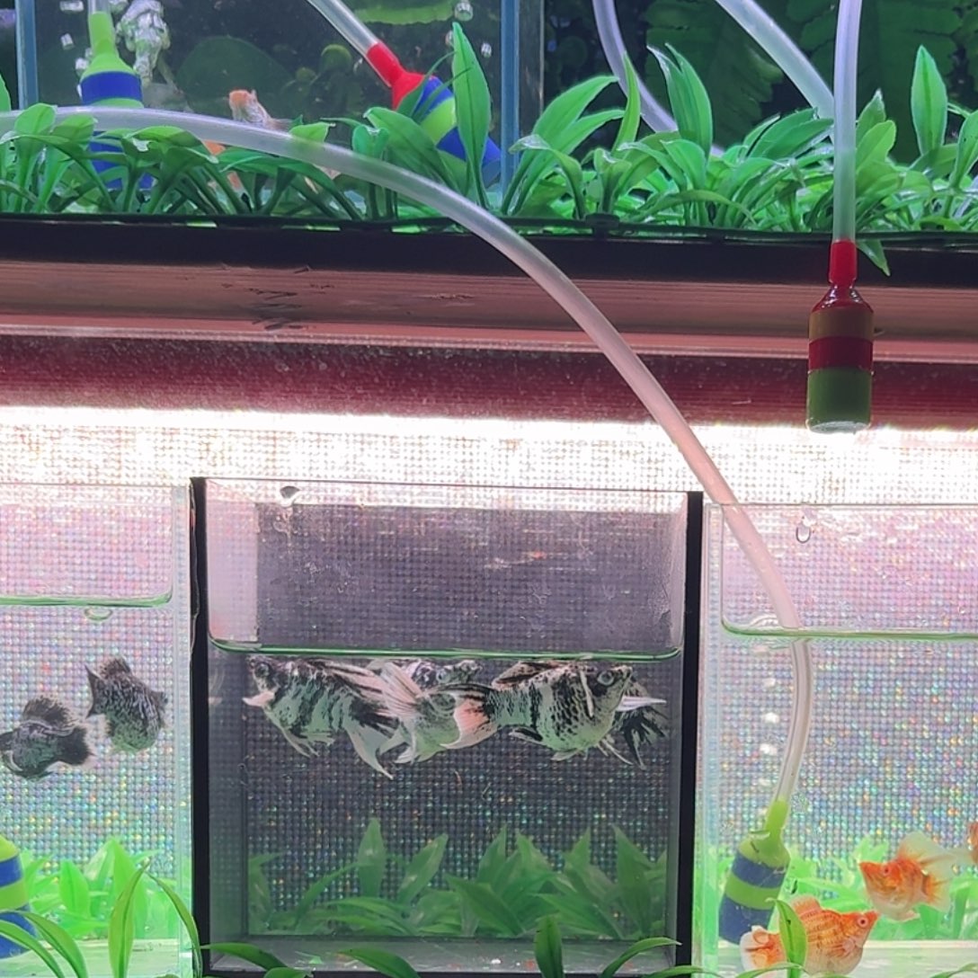 孔雀鱼橙头水墨一对