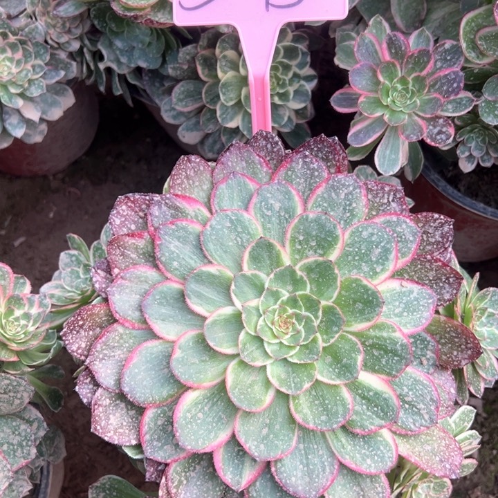 5-15莲花座多肉植物