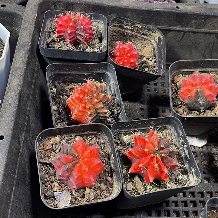 绣球锦带盆土发货