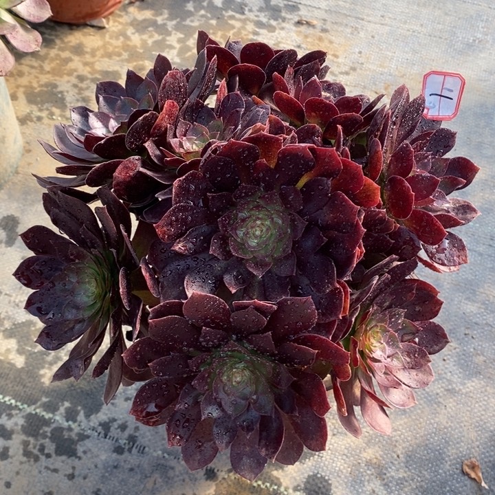 1赤艳莲多肉法师植物