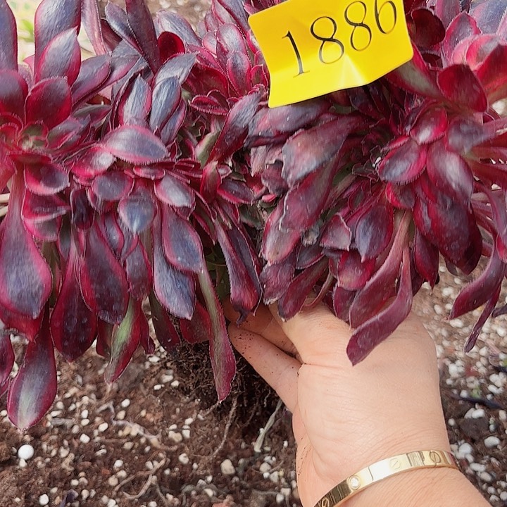 多肉植物福利1886