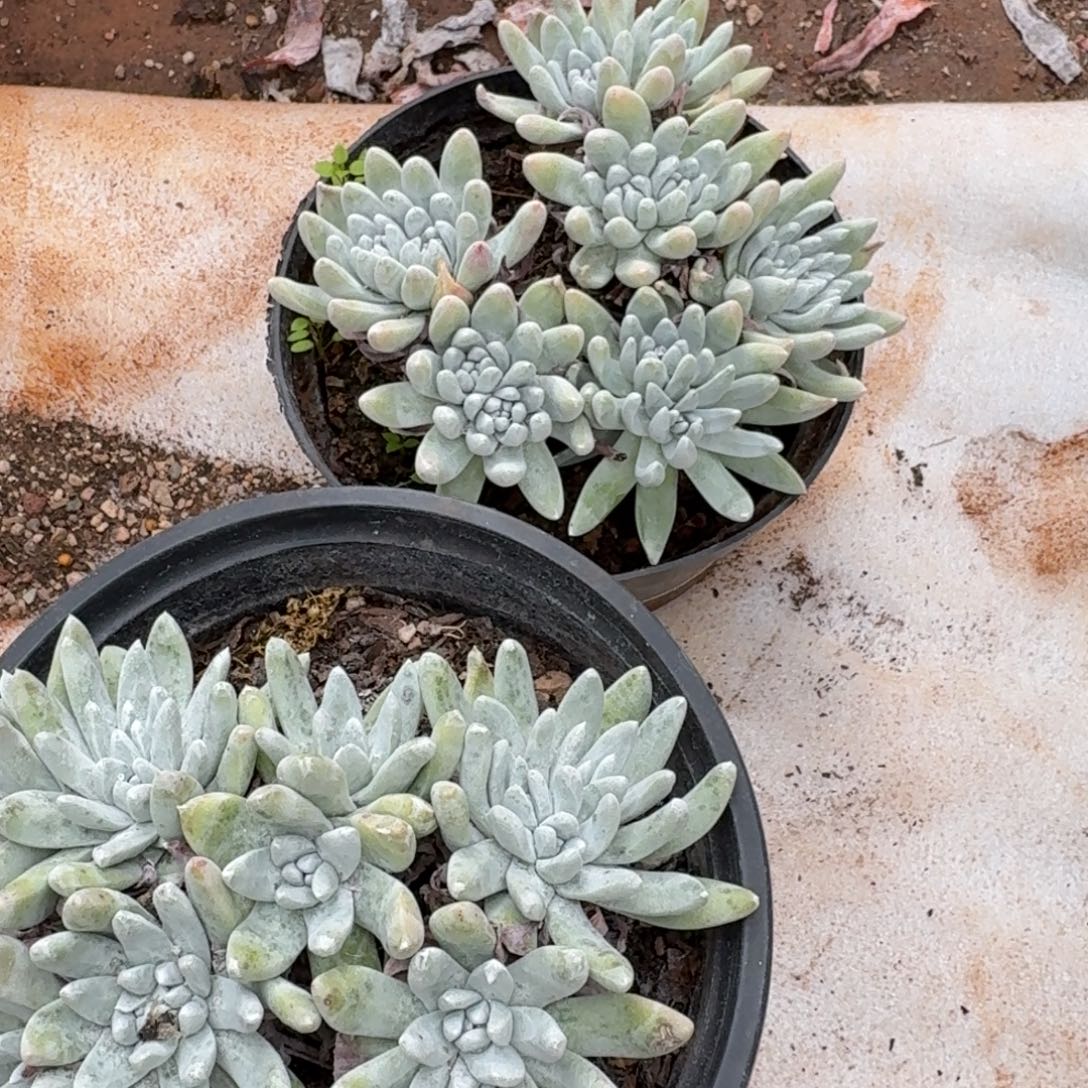 2颗仙女杯多肉。杂交