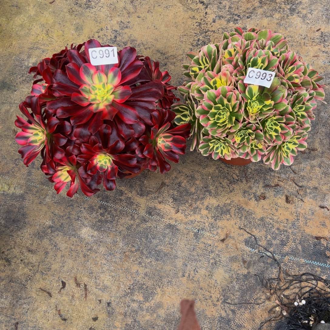 玫***毒无花朵美杜莎白凤991993