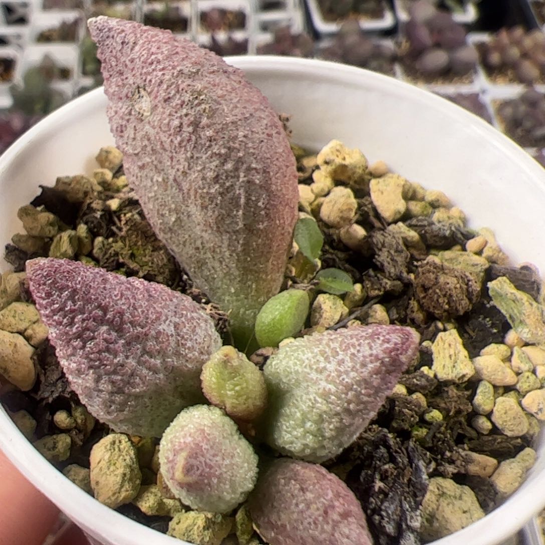 实生低叶苗多肉植物水泡多肉植物水泡