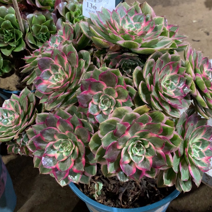 136莲花座多肉植物特价
