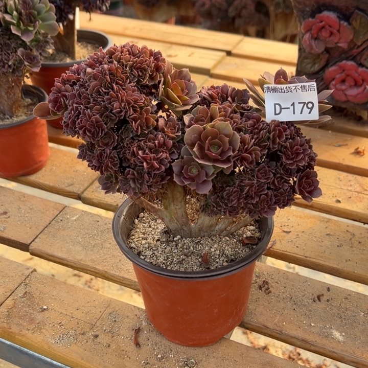 179 玫瑰自然朵缀款25 公分