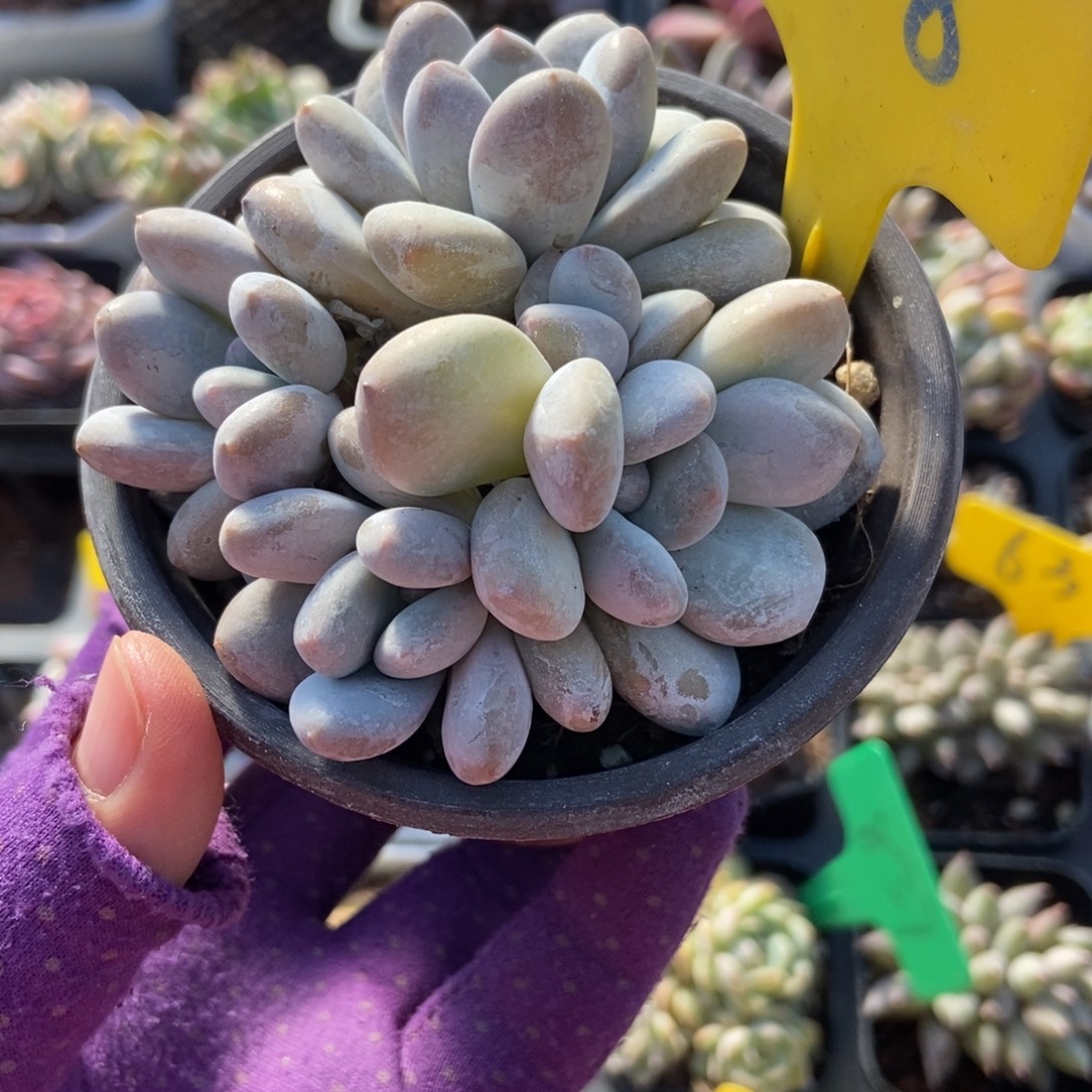 628香水多肉植物多肉