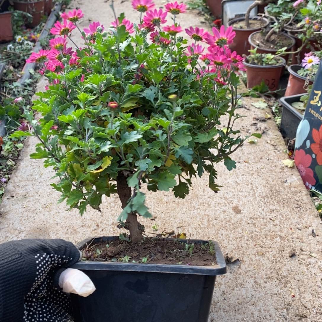 依***然无花朵盆景盆景盆景60