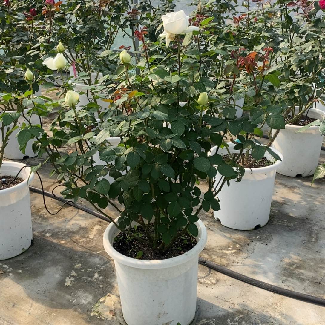 完全开放一物一拍