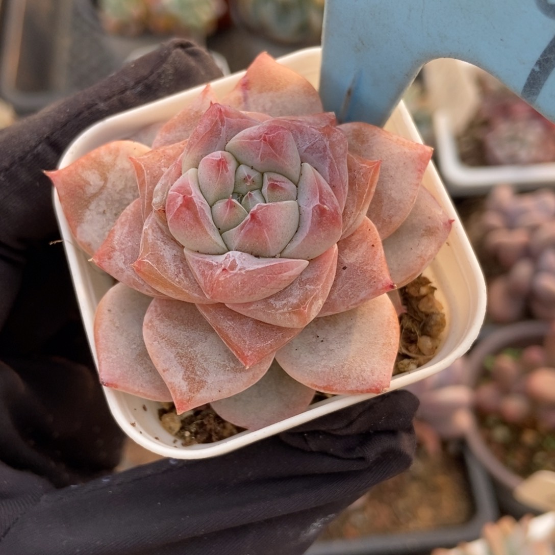 909粉钻多肉植物保护