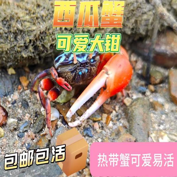 西瓜蟹情侣蟹观赏蟹易养易活淡水相手蟹适合小朋友的桌面宠物七彩