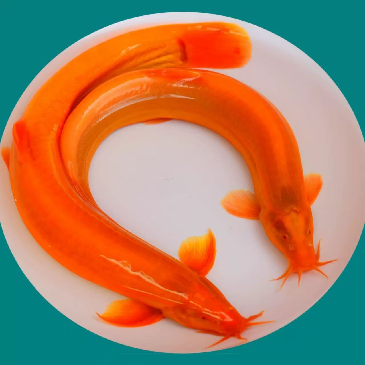 黄金鳅清道夫冷水好养易活金鱼金龙鳅风水发财鱼清洁鱼缸观赏鱼