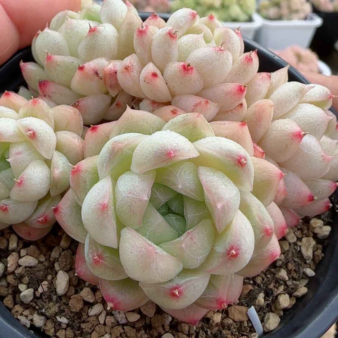 【闪购商品】0226-14钻石纹包子麦杆