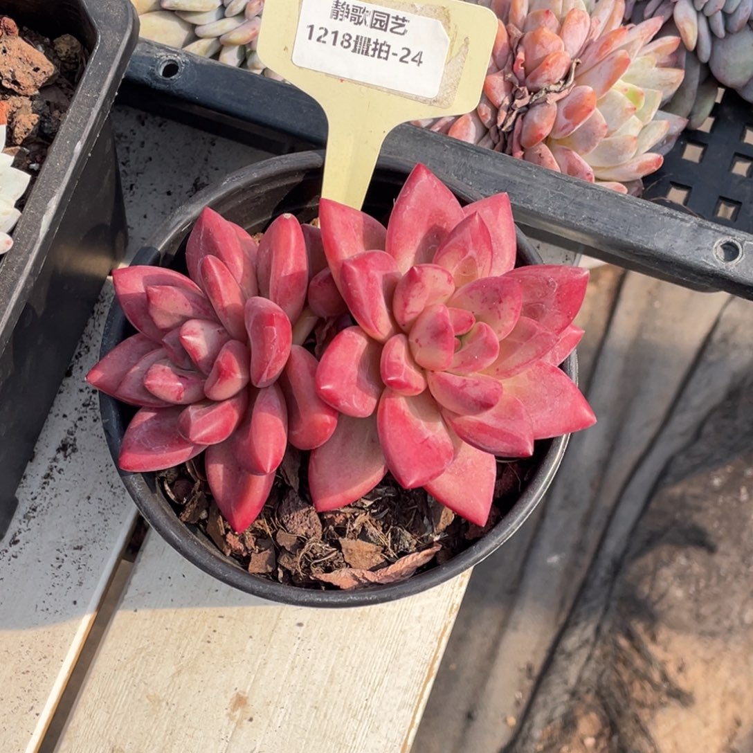 1218-24-大双头赫菲斯托全状态一颗