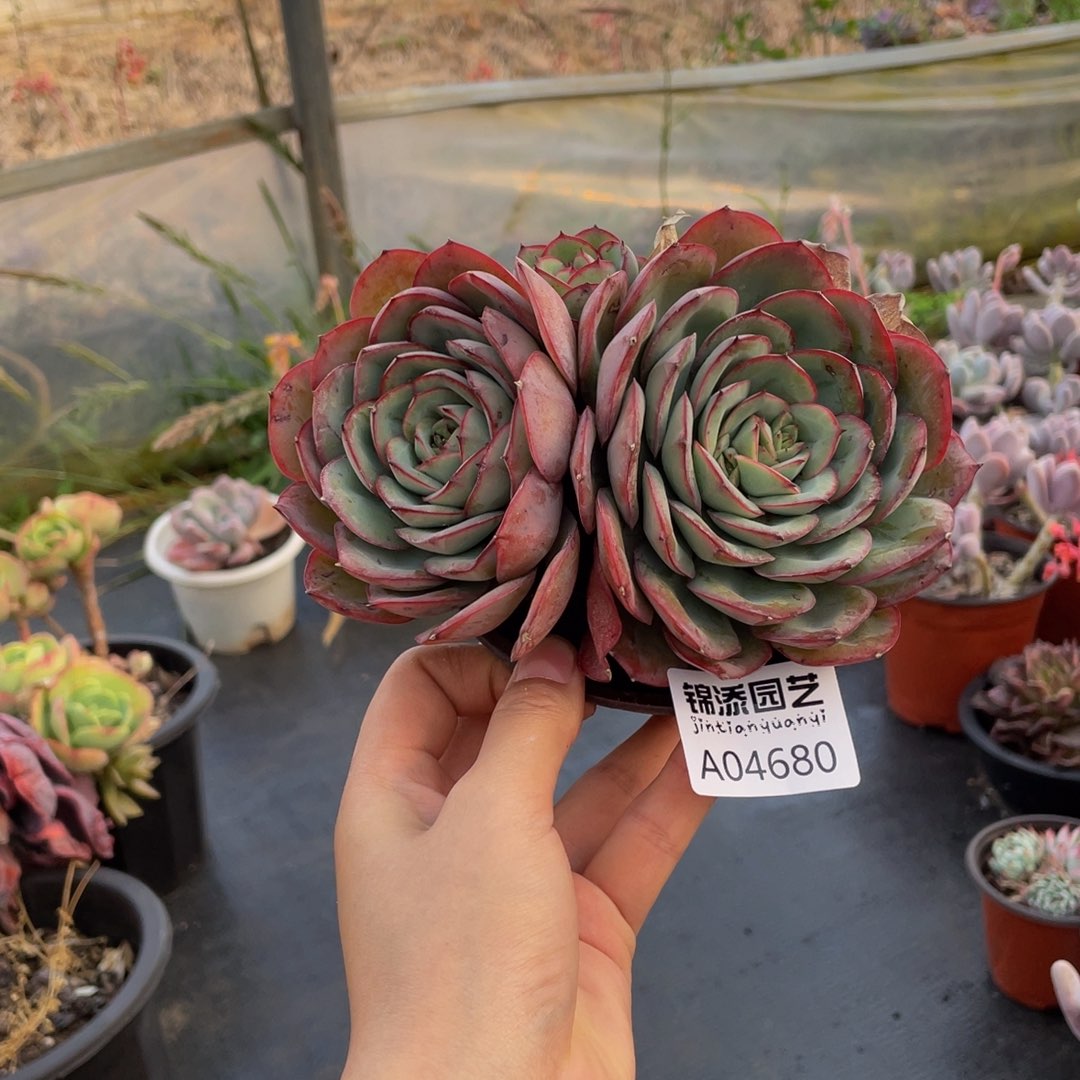 牡丹亭一物一拍4680