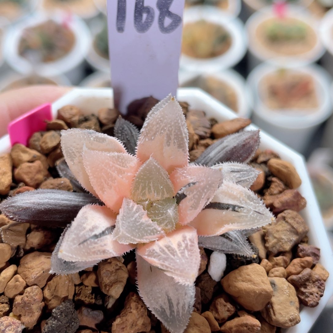 168糊斑白帝城锦。