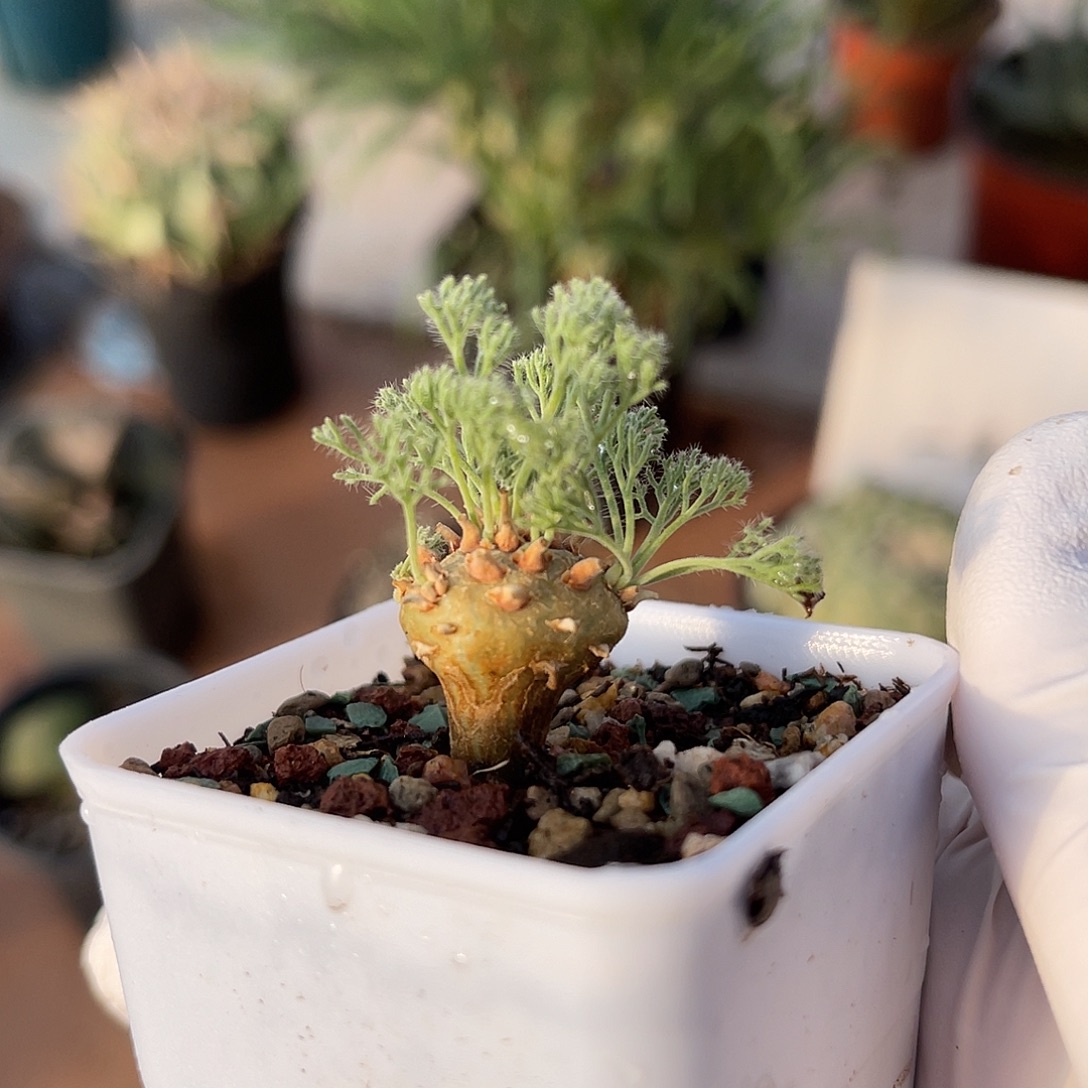 实生白皮月界一物一拍