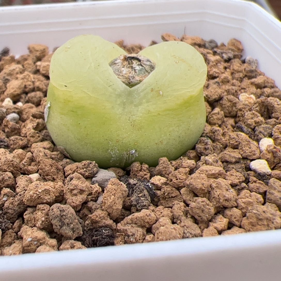 0373号毛 多肉植物