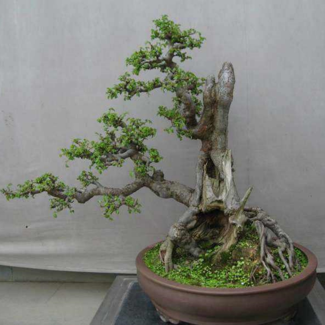 小叶榔榆坨坨桩一物一拍