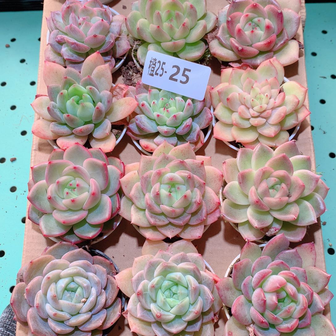 25-25一物一拍多肉带盆18颗
