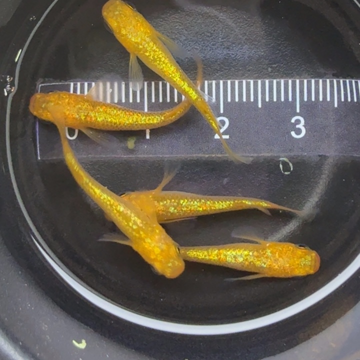 青鳉鱼阳光15号青鳉