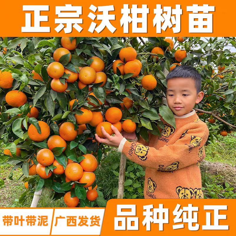 【带果发货】正宗广西沃柑树苗沃橘苗嫁接橘子苗柑桔果苗无核沃柑
