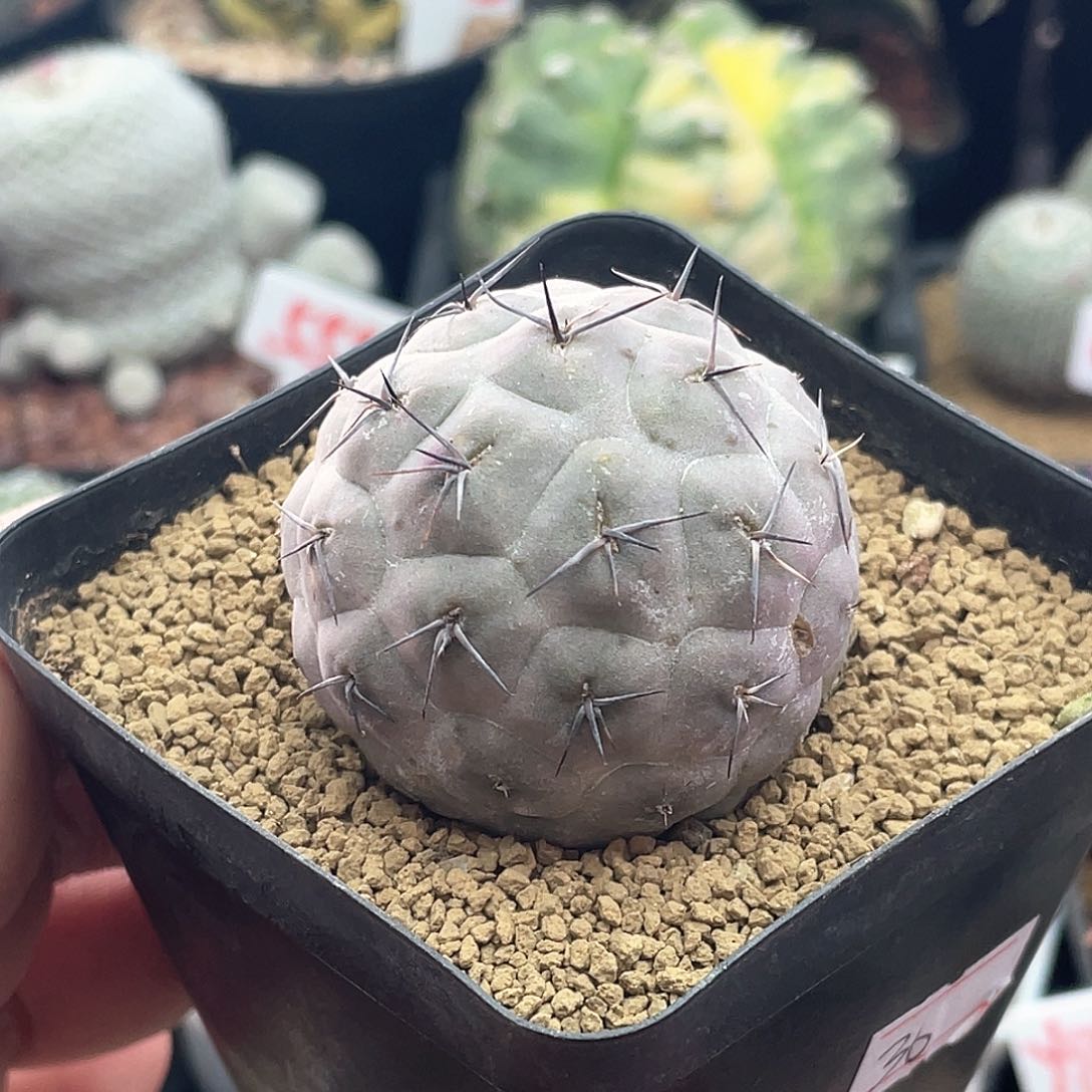 巨型习志野仙人球多肉